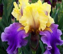 Ирис германский Эдит Уолфорд (Iris × germanica 'Edith Wolford')