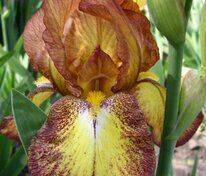 Ирис германский Файер Крэкер (Iris × germanica 'Fire Cracker')