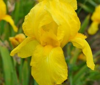 Ирис германский Ола Кала (Iris × germanica 'Ola Kala')