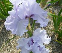 Ирис германский Сильверадо (Iris × germanica 'Silverado')