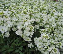Арабис кавказский (Arabis caucasica)