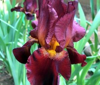 Ирис германский Султанс Пэлас (Iris × germanica 'Sultans Palace')
