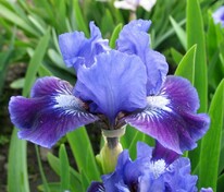 Ирис карликовый (Iris pumila)