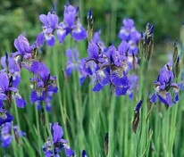 Ирис сибирский (Iris sibirica)