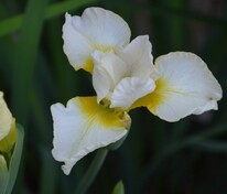 Ирис сибирский Беллиссима (Iris sibirica 'Bellissima')
