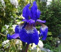 Ирис сибирский Блю Кинг (Iris sibirica 'Blue King')
