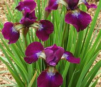 Ирис сибирский Хаббард (Iris sibirica 'Hubbard')