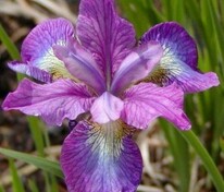 Ирис сибирский Иллайн Шарм (Iris sibirica 'Illine Charm')