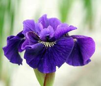 Ирис сибирский Раффлд Плюс (Iris sibirica 'Ruffled Plus')