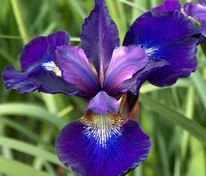 Ирис сибирский Тил Вельвет (Iris sibirica 'Teal Velvet')