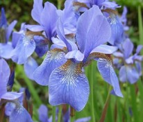 Ирис сибирский Блю Мун (Iris sibirica 'Blue Moon')