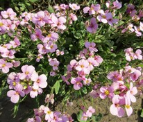 Арабис кавказский Розабелла (Arabis caucasica 'Rosabella')