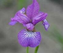 Ирис сибирский Юэн (Iris sibirica 'Ewen')