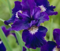 Ирис сибирский Ширли Поуп (Iris sibirica 'Shirley Pope')