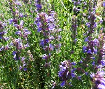 Иссоп лекарственный (Hyssopus officinalis)