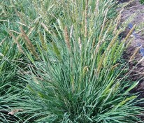 Келерия сизая (Koeleria glauca)