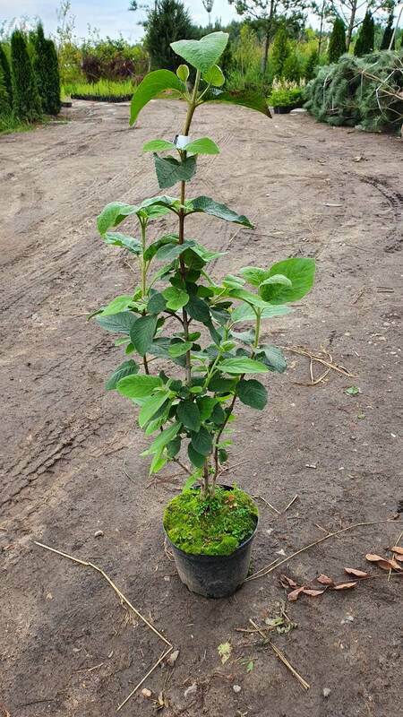 Калина гордовина (Viburnum lantana)