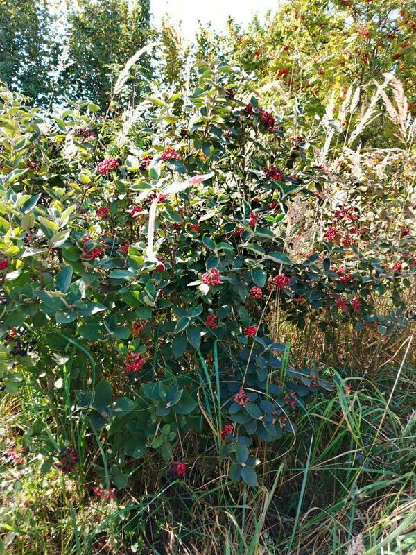 Калина гордовина (Viburnum lantana)
