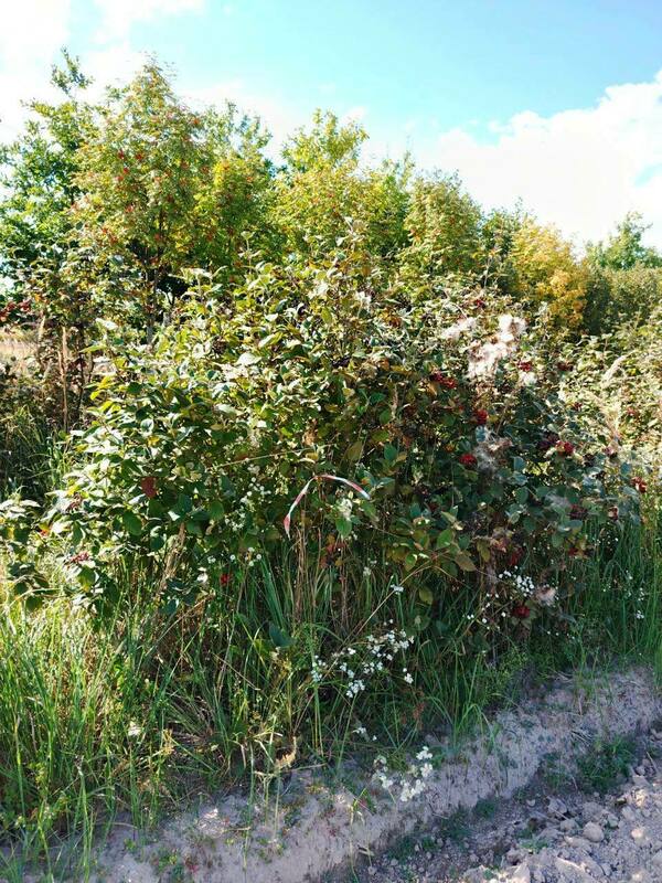 Калина гордовина (Viburnum lantana)