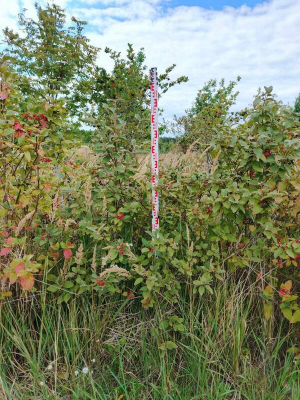Калина гордовина (Viburnum lantana)