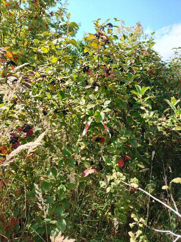 Калина гордовина (Viburnum lantana)