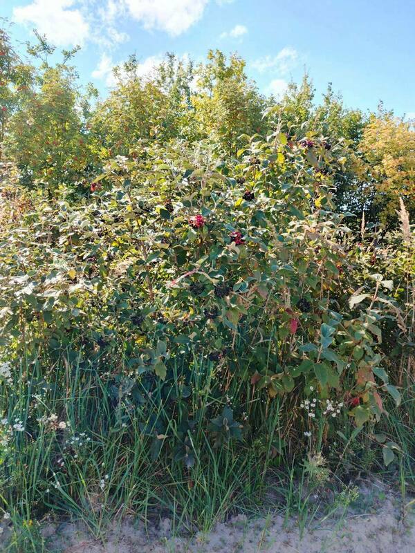 Калина гордовина (Viburnum lantana)