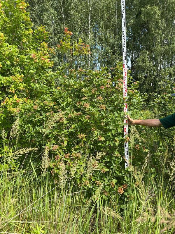 Калина гордовина