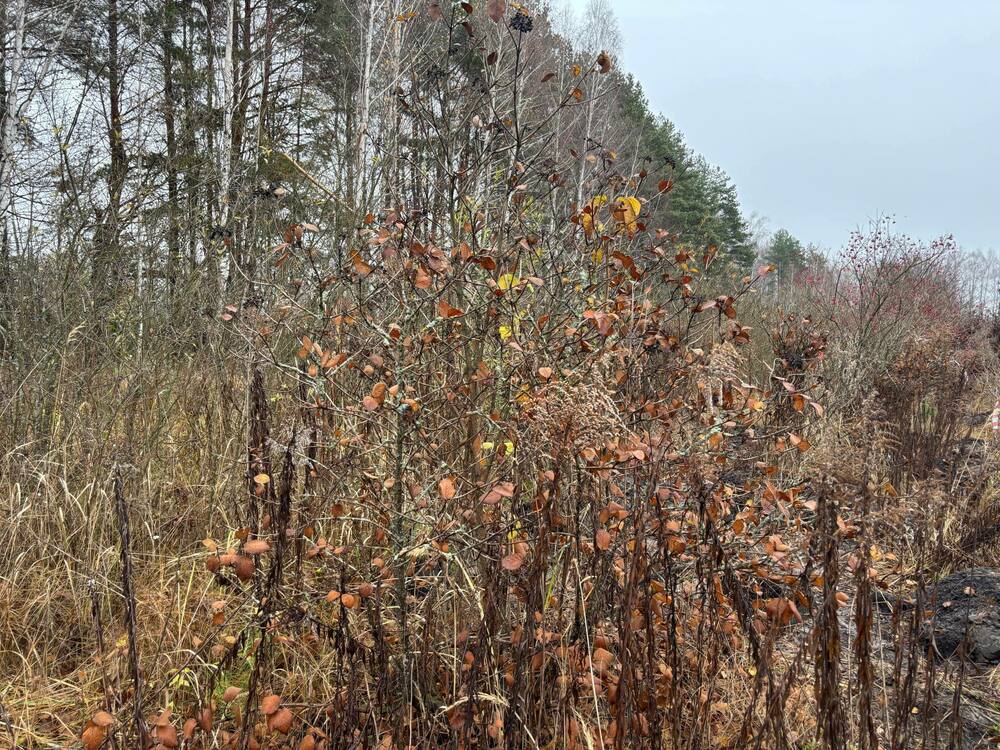 Калина гордовина