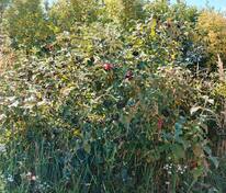 Калина гордовина (Viburnum lantana)