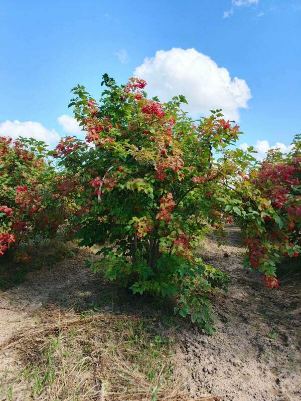 Калина обыкновенная (Viburnum opulus)