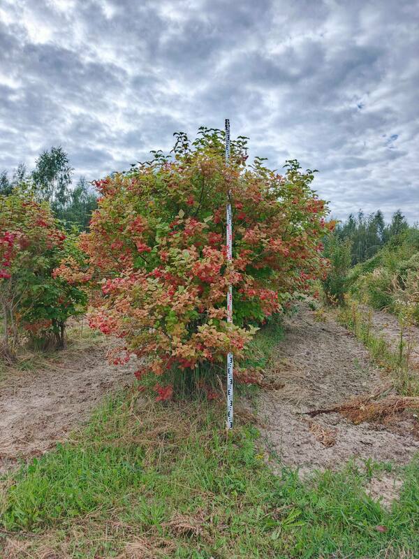 Калина обыкновенная (Viburnum opulus)