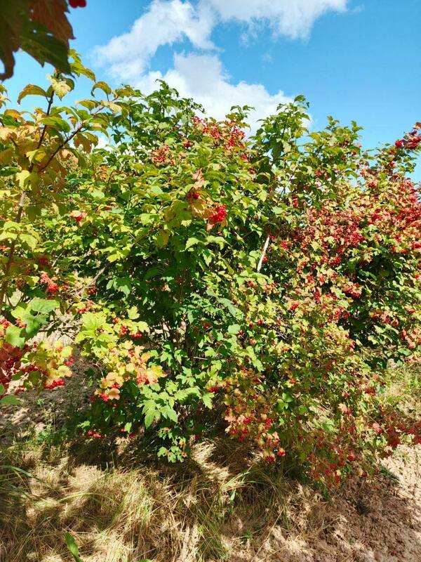 Калина обыкновенная (Viburnum opulus)
