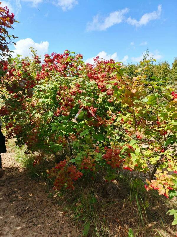 Калина обыкновенная (Viburnum opulus)