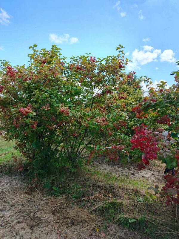Калина обыкновенная (Viburnum opulus)