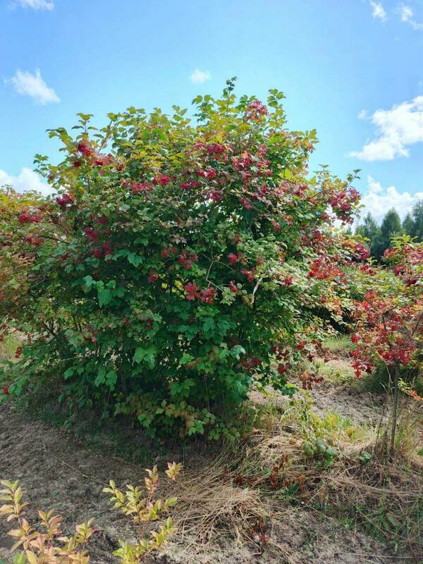 Калина обыкновенная (Viburnum opulus)