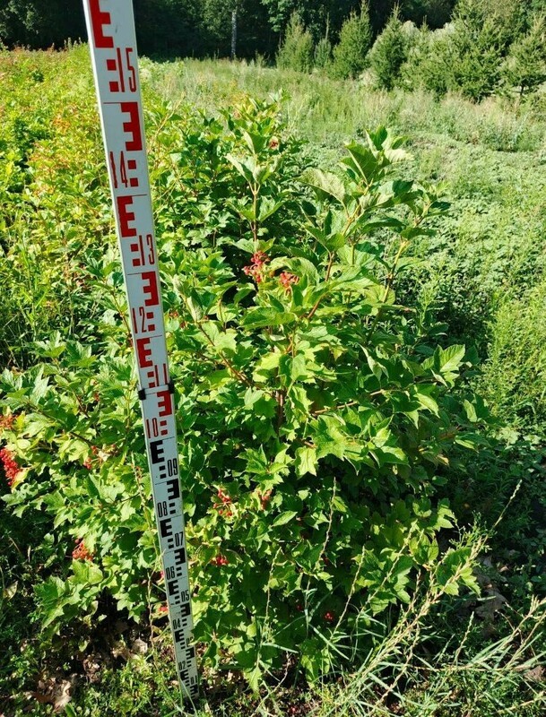 Калина обыкновенная (Viburnum opulus)