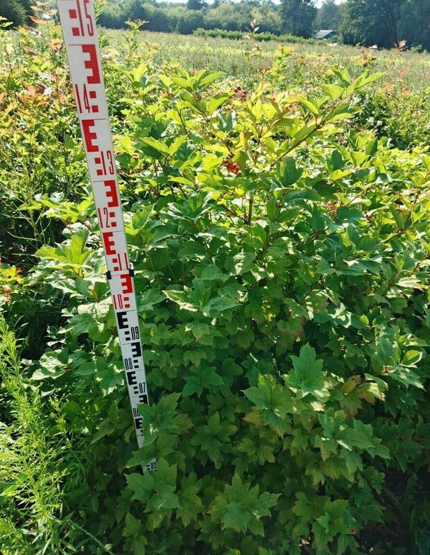 Калина обыкновенная (Viburnum opulus)