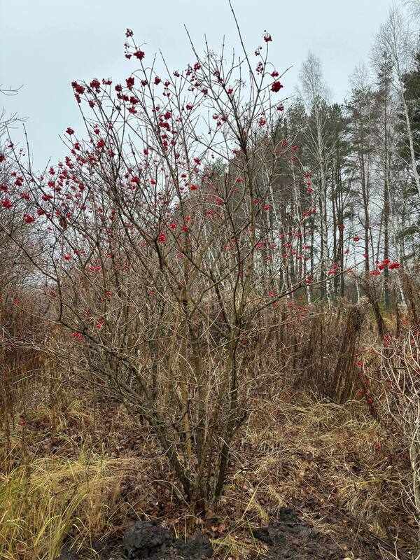 Калина обыкновенная (Viburnum opulus)