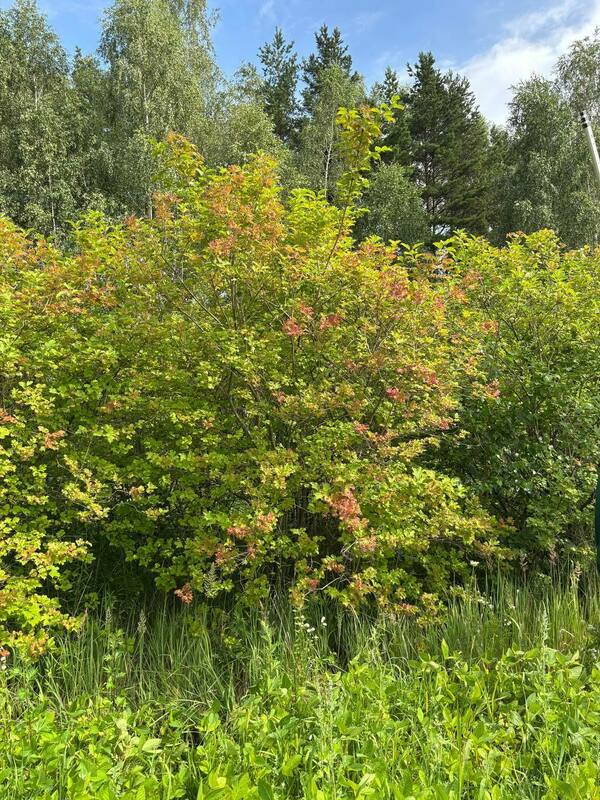 Калина обыкновенная (Viburnum opulus)
