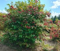 Калина обыкновенная (Viburnum opulus)