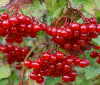 Калина обыкновенная Гранатовый браслет (Viburnum opulus 'Granatovyj Braslet')