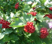 Калина обыкновенная Жолобовская (Viburnum opulus 'Zholobovskaya')