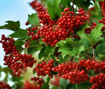 Калина обыкновенная Красная гроздь (Viburnum opulus 'Krasnaya Grozd')