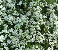 Арабис кавказский Сноу Фокс (Arabis caucasica 'Snow Fox')