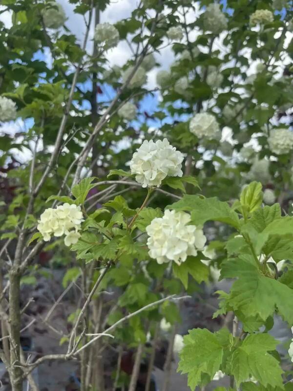 Калина обыкновенная Розеум (Viburnum opulus 'Roseum') (Бульденеж)