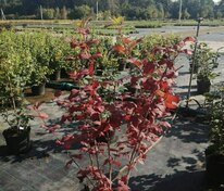 Калина обыкновенная Розеум (Viburnum opulus 'Roseum') (Бульденеж)