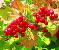 Калина обыкновенная Шукшинская (Viburnum opulus 'Sukshinskaya')