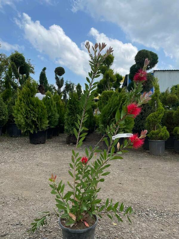 Каллистемон иволистный (Callistemon salignus)
