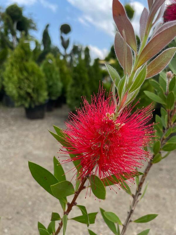 Каллистемон иволистный (Callistemon salignus)