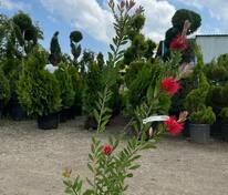 Каллистемон иволистный (Callistemon salignus)